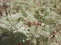 Syrian mesquite